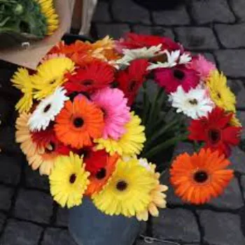 Designer Gerbera Daisy Plant
